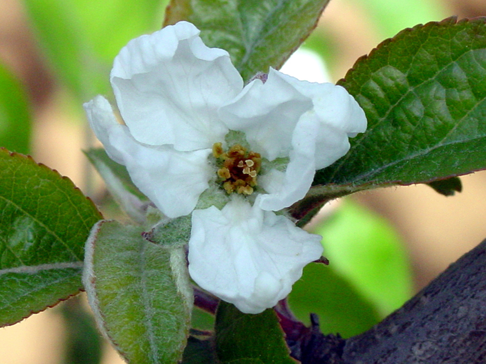 春季倒春寒不容忽視